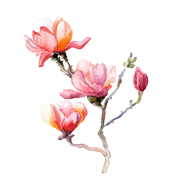 Die Magnolie Aquarell isoliert — Stockfoto