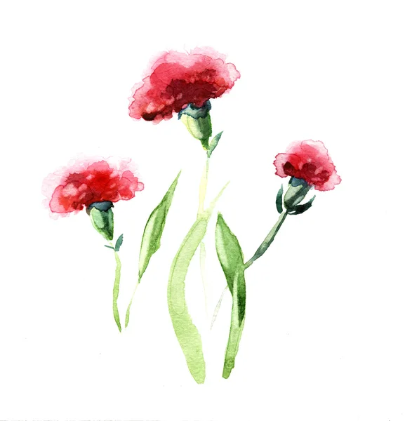 izole karanfil suluboya çiçek