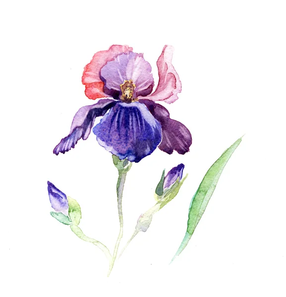 Az iris virágok-akvarell elszigetelt — Stock Fotó
