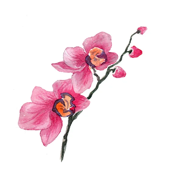 Las flores de la orquídea la acuarela aislada — Foto de Stock