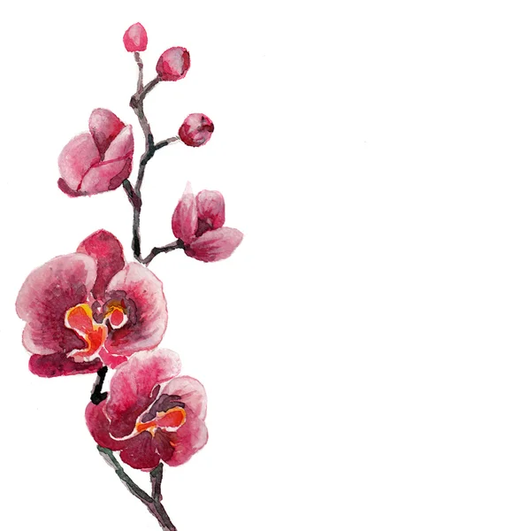 A aquarela de flores de orquídea isolada — Fotografia de Stock