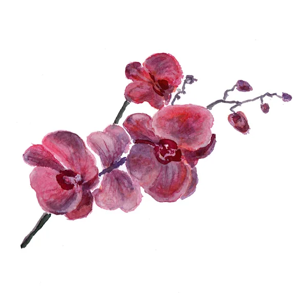 I fiori del orchid acquerello isolato — Foto Stock