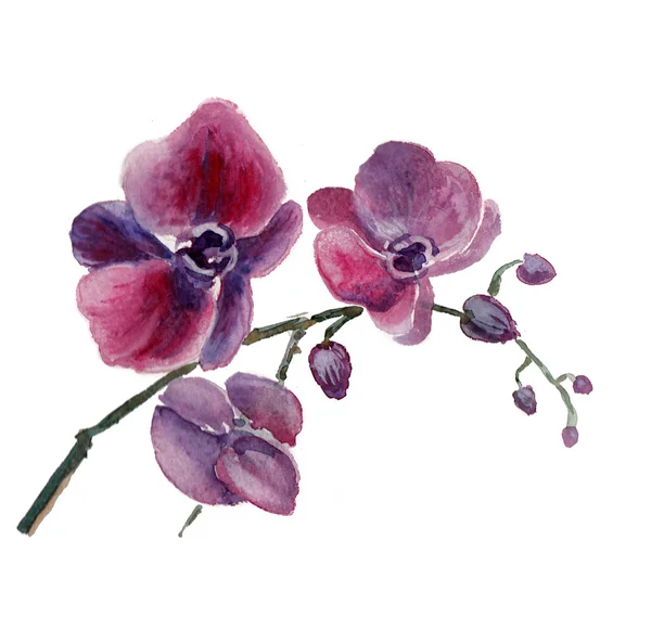 A aquarela de flores de orquídea isolada — Fotografia de Stock