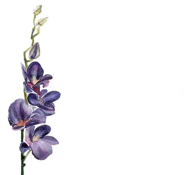 L'aquarelle de fleurs d'orchidée isolée — Photo