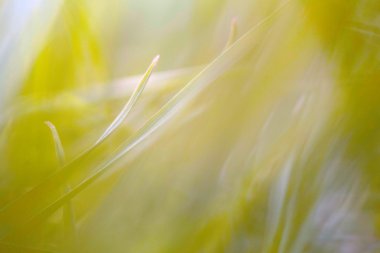 arka plan için yeşil çim dokusu