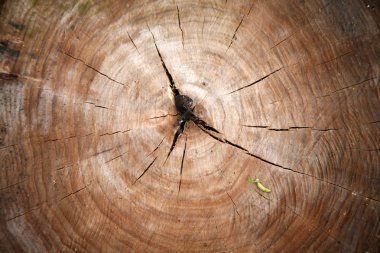 ahşap arka plan doku