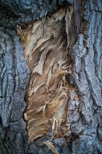 La texture du bois pour le fond — Photo