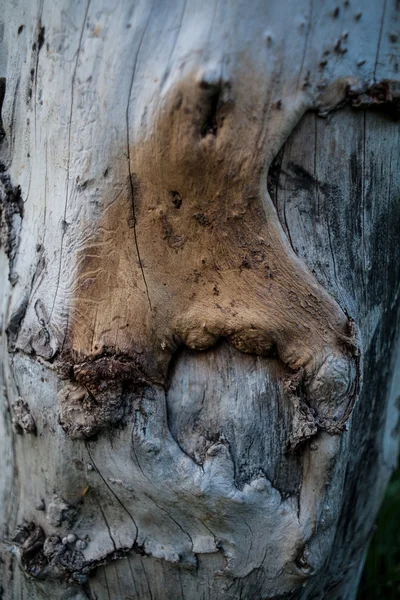 背景の木の質感 — ストック写真