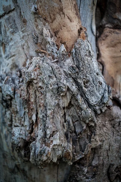 背景の木の質感 — ストック写真