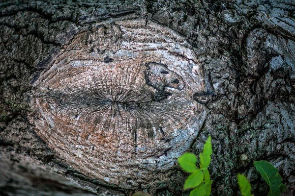 背景の木の質感 — ストック写真
