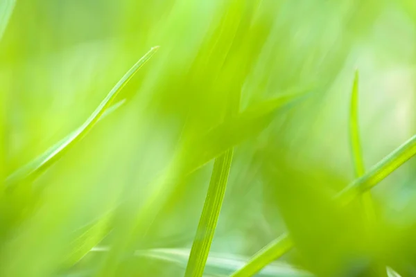 Текстура зеленої трави для фону — стокове фото