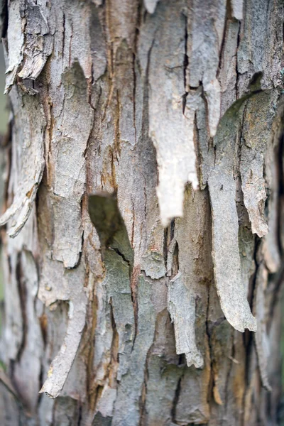 La consistenza del legno come sfondo — Foto Stock