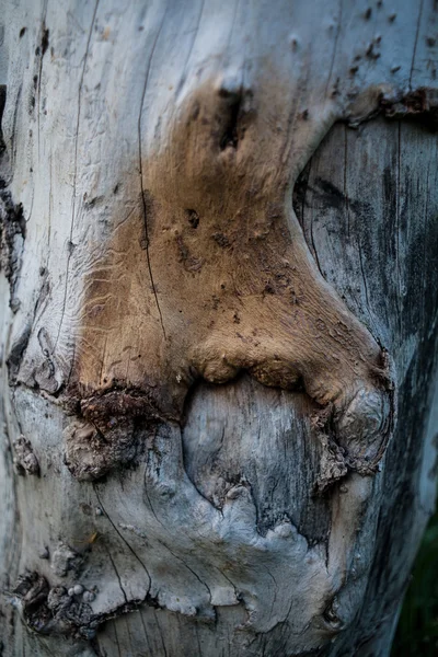 Текстура дерева для фону — стокове фото