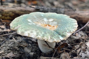 russula virescens