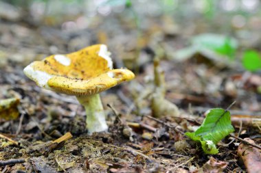 Russula ochroleuca