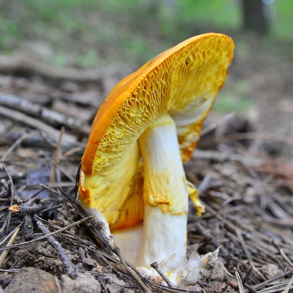 독 버섯의 일종이 이사 랴, caesar의 버섯 — 스톡 사진