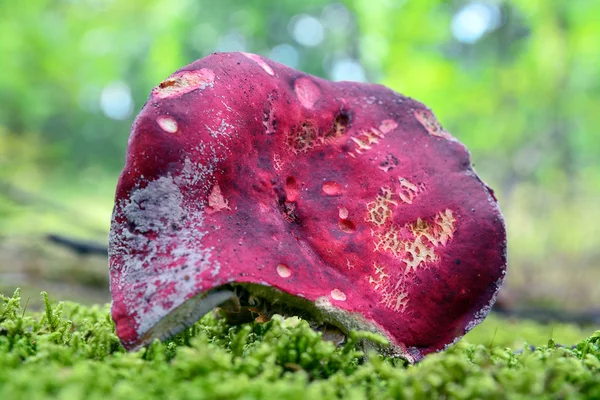 Fungo rosso russula — Foto Stock