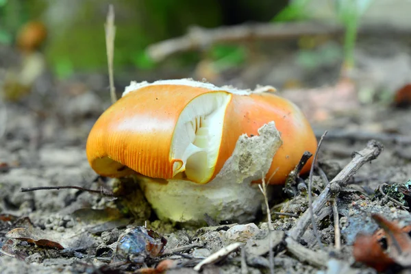 Amanita caesarea, caesar's mushroom — Stock Photo, Image