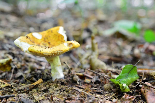 Russula ochroleuca — 스톡 사진