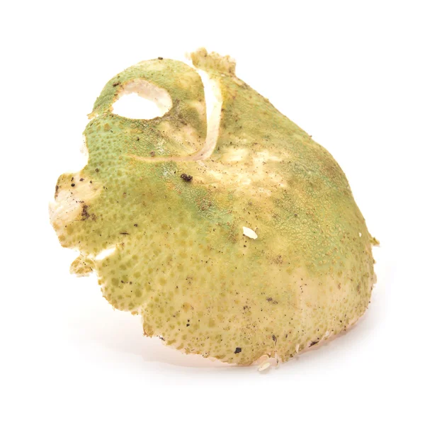 Russula aeruginea — Φωτογραφία Αρχείου