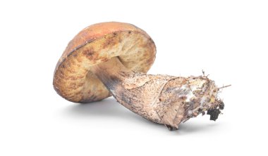 leccinum aurantiacum