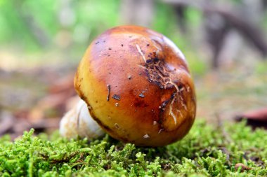 Russula foetens