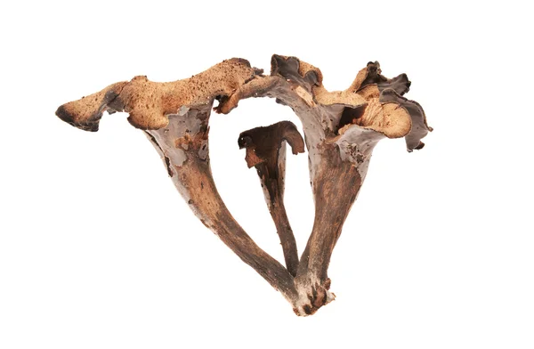 Lejkowiec dęty, róg obfitości — Zdjęcie stockowe