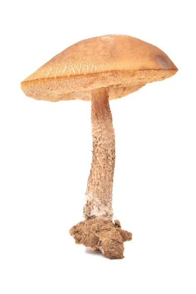 Leccinum scabrum — Stok fotoğraf