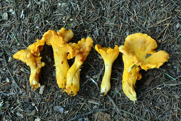 Cantharellus cibarius, Cantharellus cibarius — Stockfoto