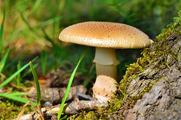 Amanita rubescens — Fotografia de Stock