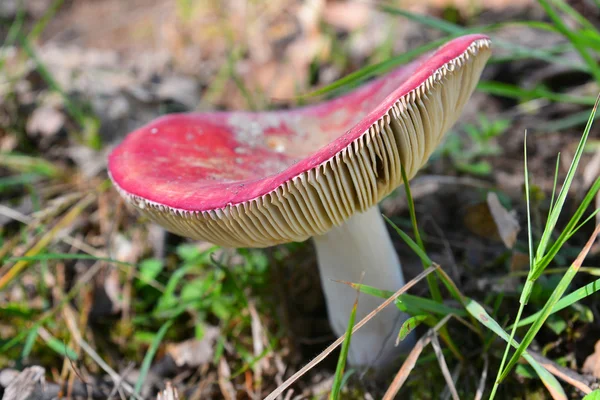 Russula paddestoel — Stockfoto