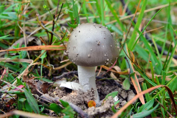 Mairei Amanita — Foto de Stock