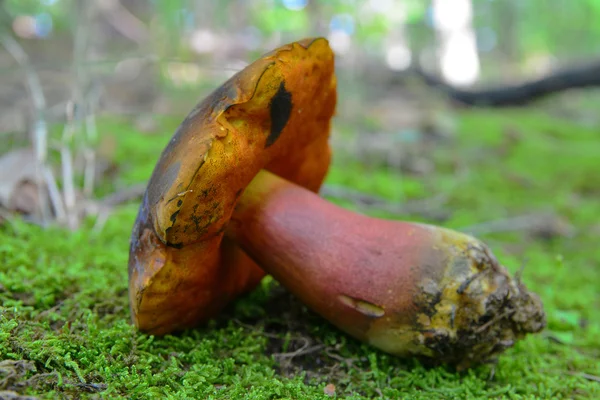 Boletus luridiformis — Foto de Stock