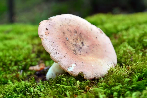 Russula vesca — 스톡 사진