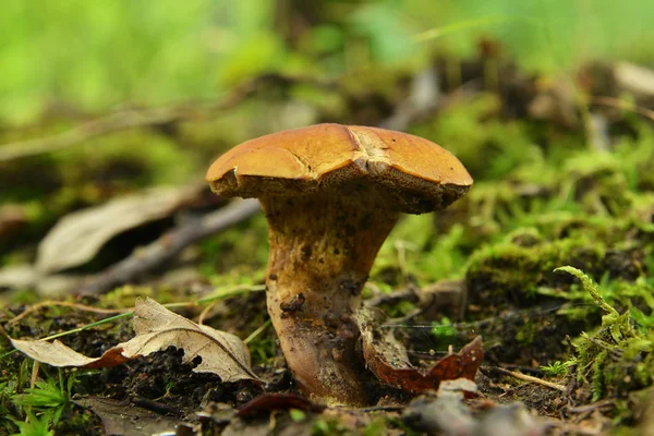 Boletus submentosus — Stock Photo, Image