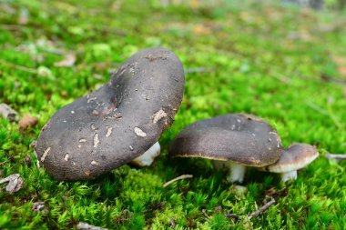 Russula nigricans