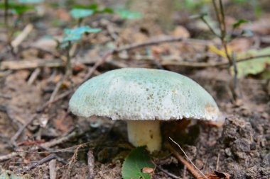 russula virescens
