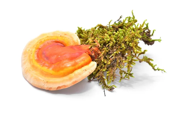 Ganoderma Lucidium