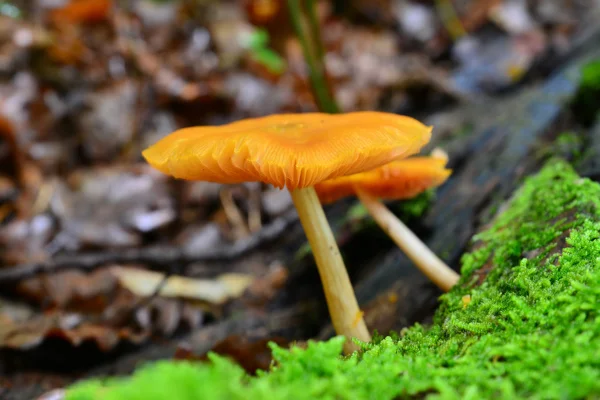 Pluteus leoninus — Stockfoto