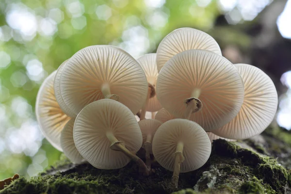 Oudemansiella mucida —  Fotos de Stock