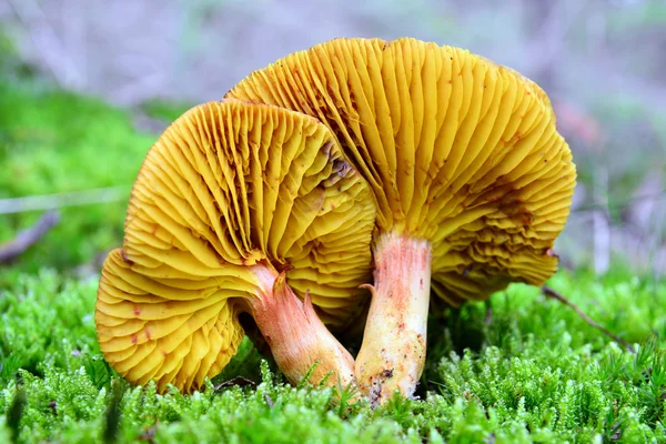 Phylloporus rodoxanthus — Foto de Stock