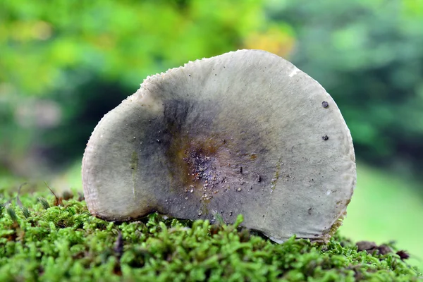 Russula rebarrea — стоковое фото