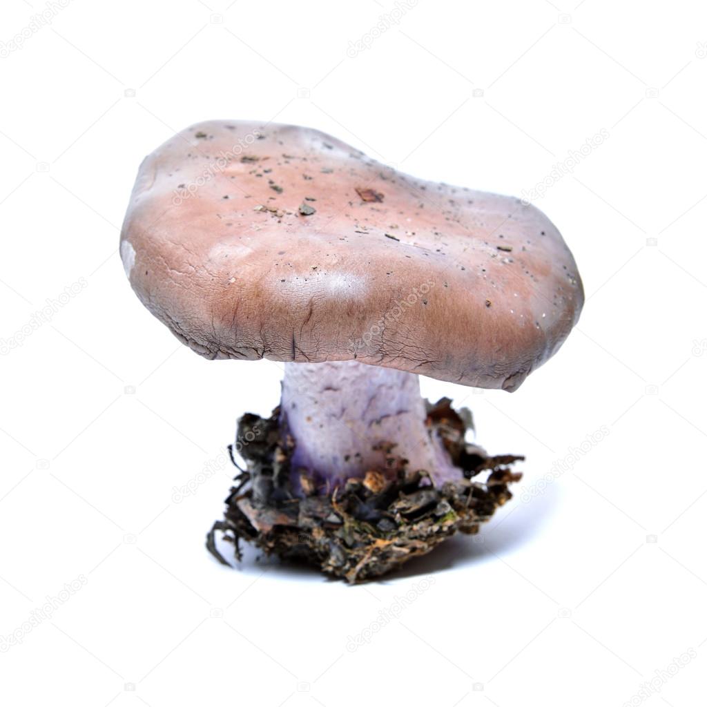 clitocybe nuda mushroom