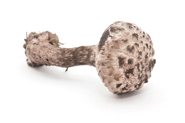 Szyszkowiec łuskowaty grzyb — Zdjęcie stockowe
