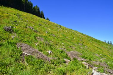 Ormanların tahrip edilmesi