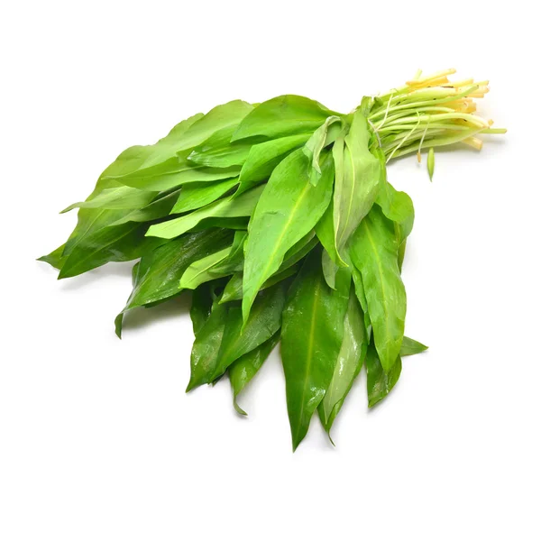 Ramson — Stock Photo, Image