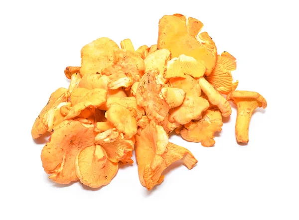 Chanterelle. — Stok fotoğraf