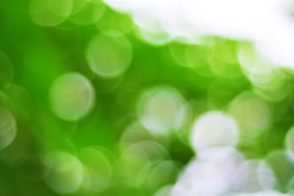 Grüner unscharfer Hintergrund — Stockfoto