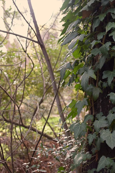 Zelený břečťan lesní rostliny — Stock fotografie