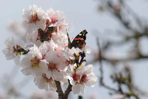 Butterfly on almond tree flower — Stock Photo, Image